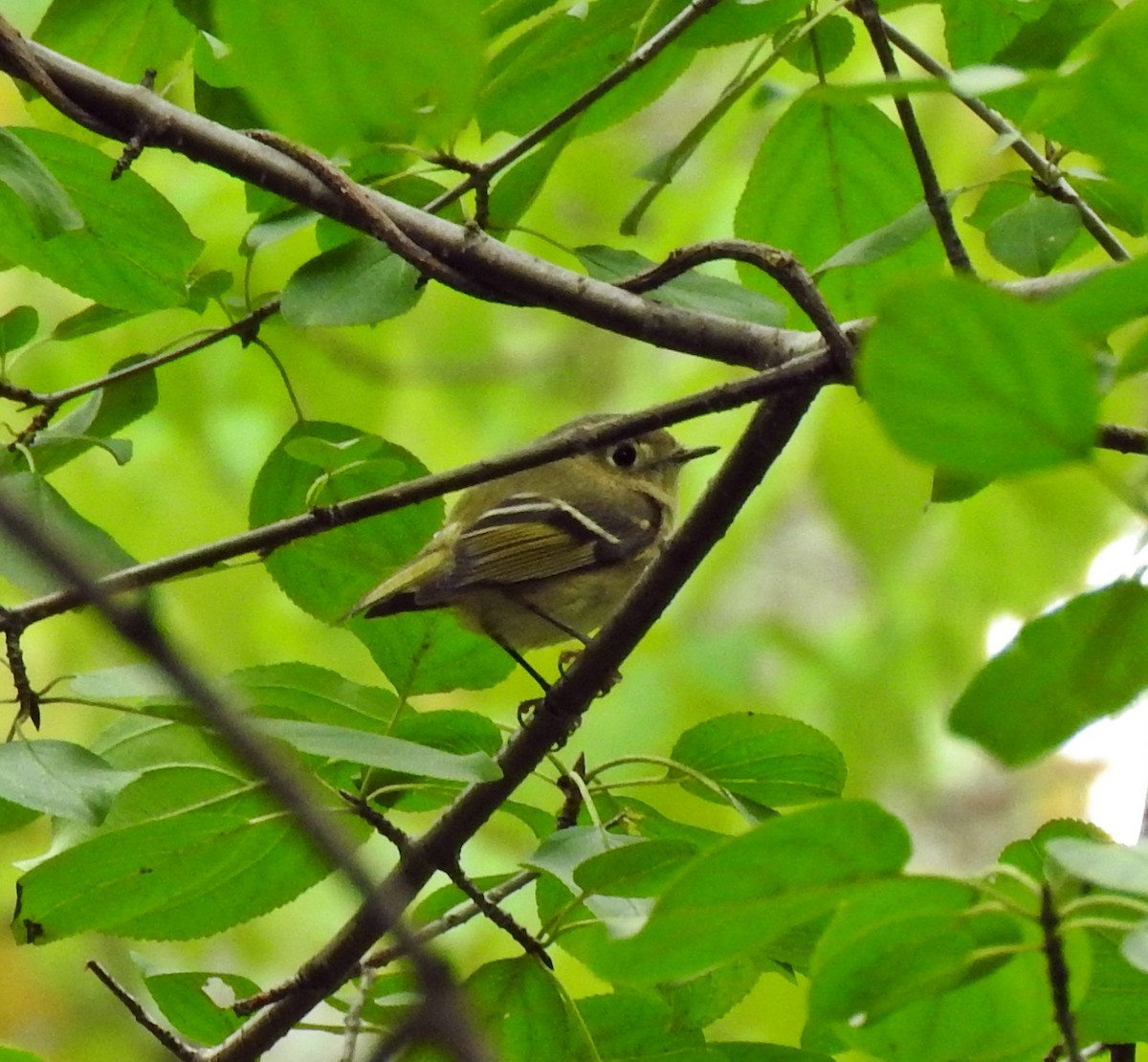 Roitelet à couronne rubis - ML36989951