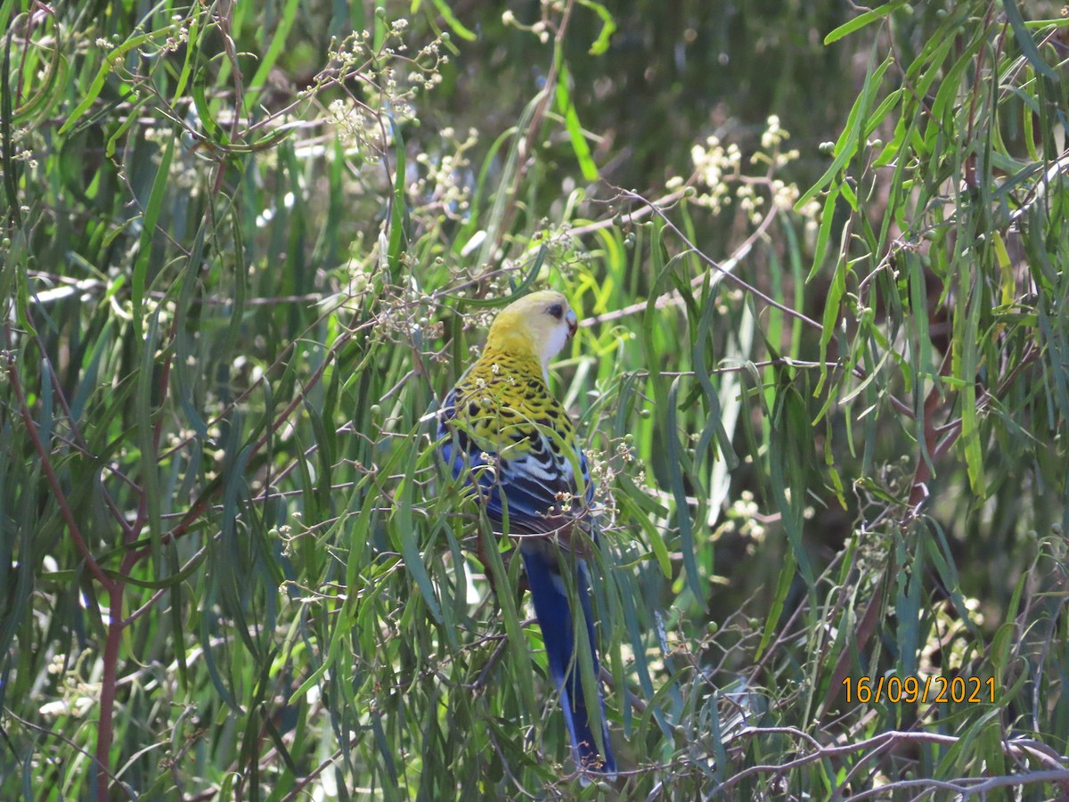 Pale-headed Rosella - ML369899801