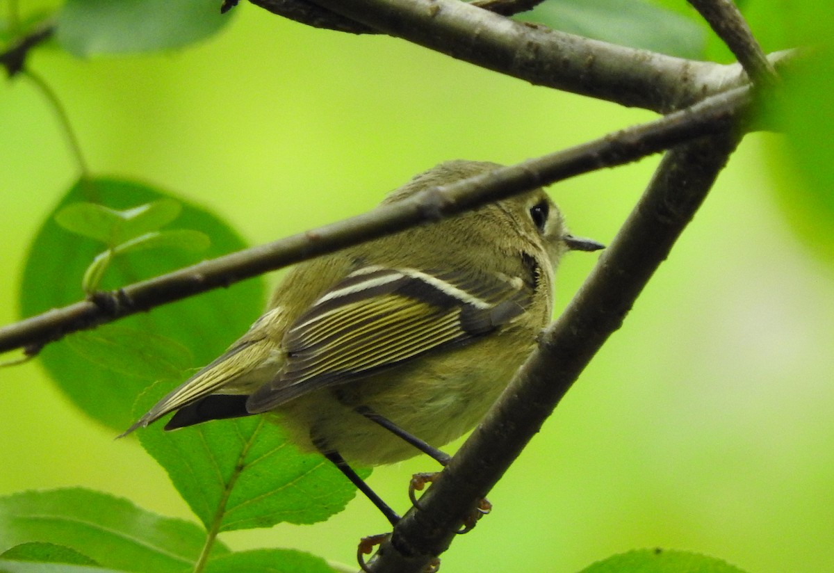 Ruby-crowned Kinglet - ML36989991