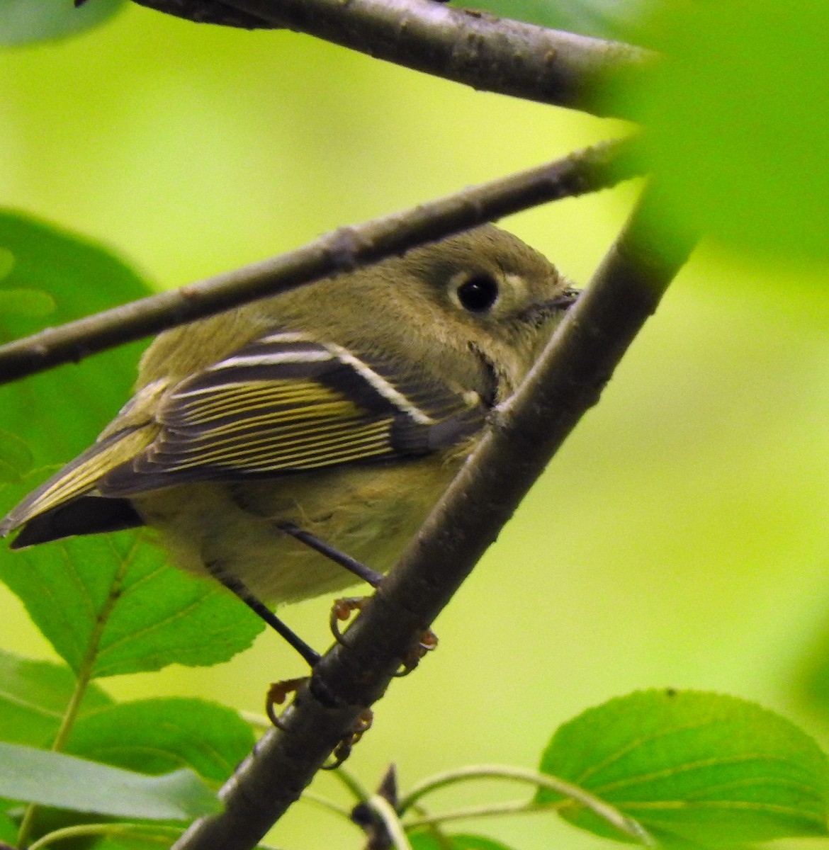 Ruby-crowned Kinglet - Cristina Hartshorn