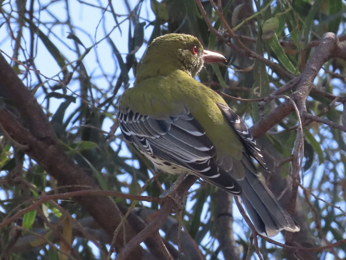 Olive-backed Oriole - ML369900031