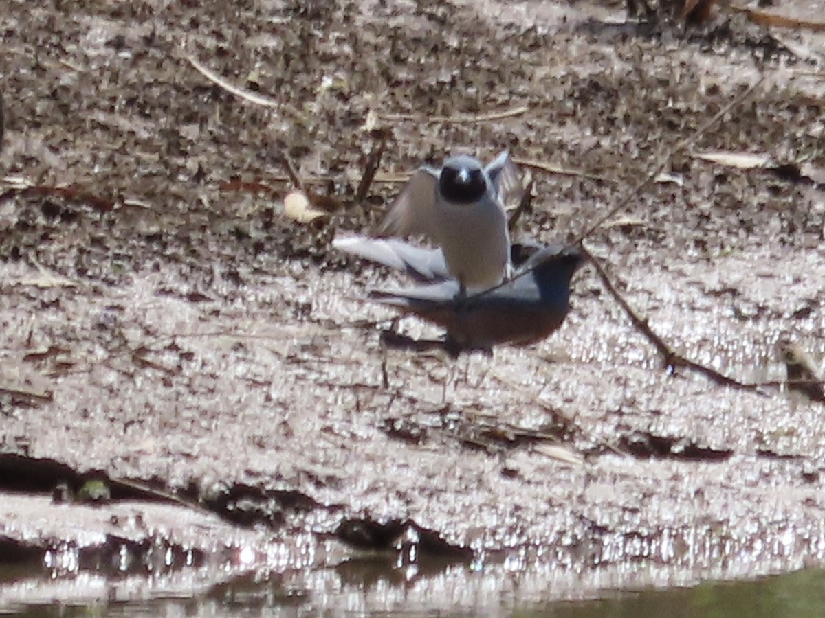 Masked Woodswallow - ML369900081