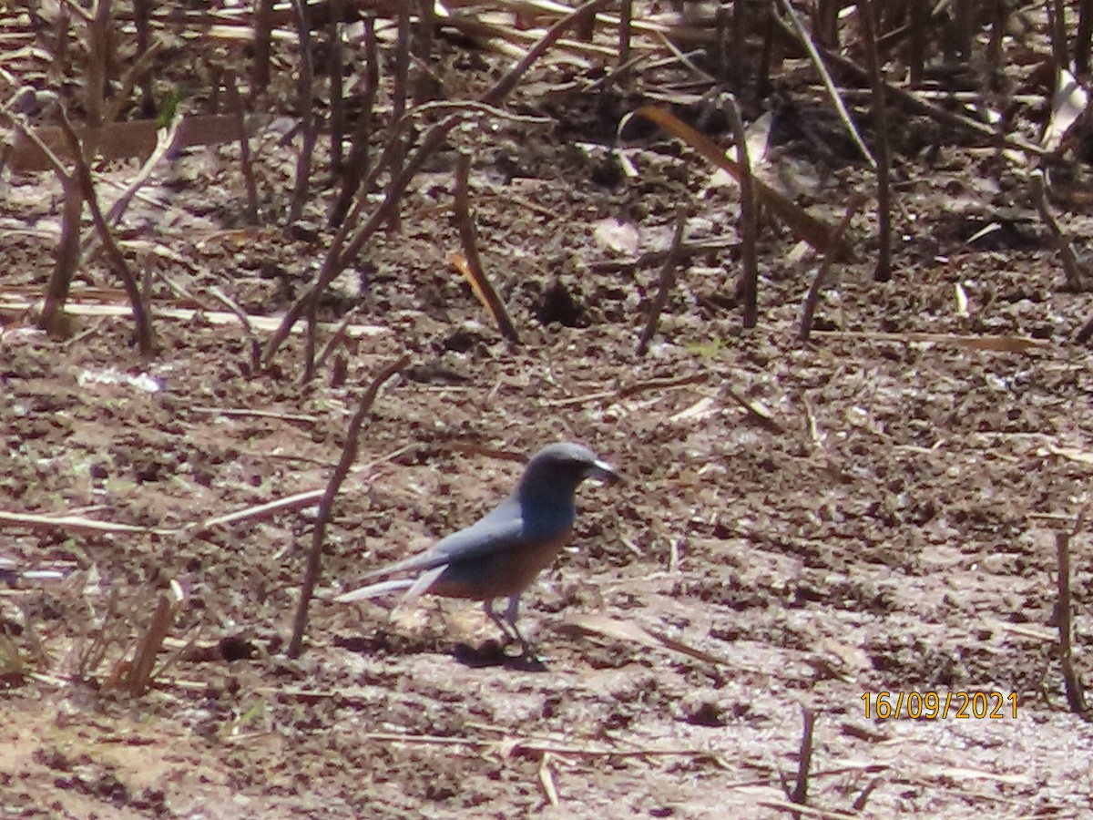 White-browed Woodswallow - ML369900331