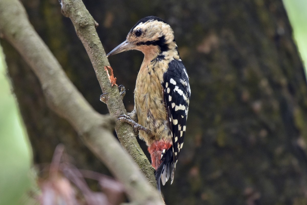 Fulvous-breasted Woodpecker - Shawn Dev