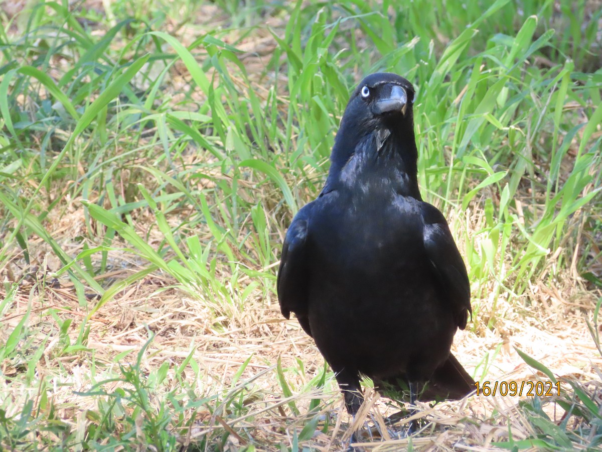 Torresian Crow - Ann Breeze