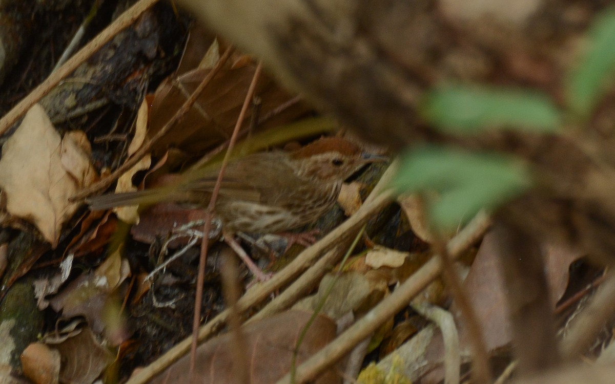 Puff-throated Babbler - Gaja mohanraj