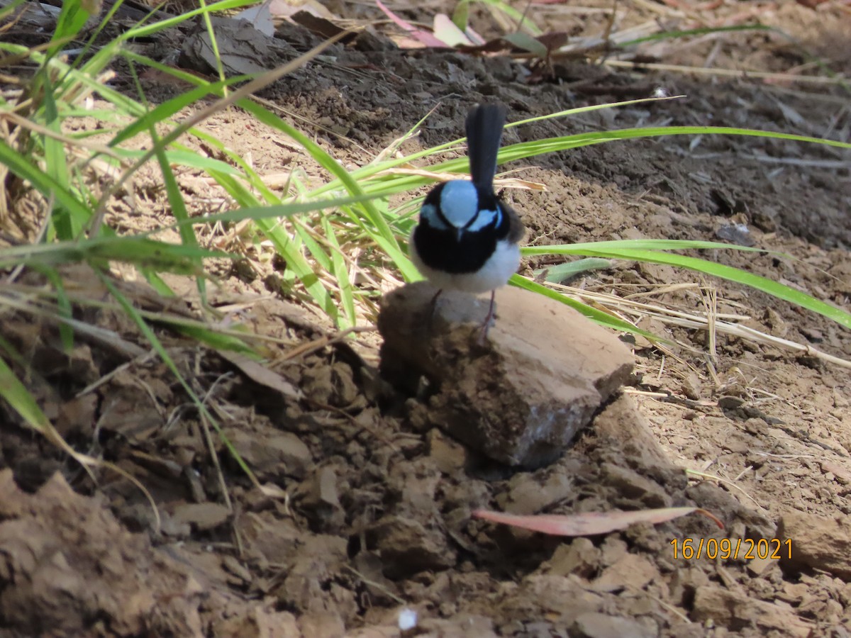 Superb Fairywren - ML369900781