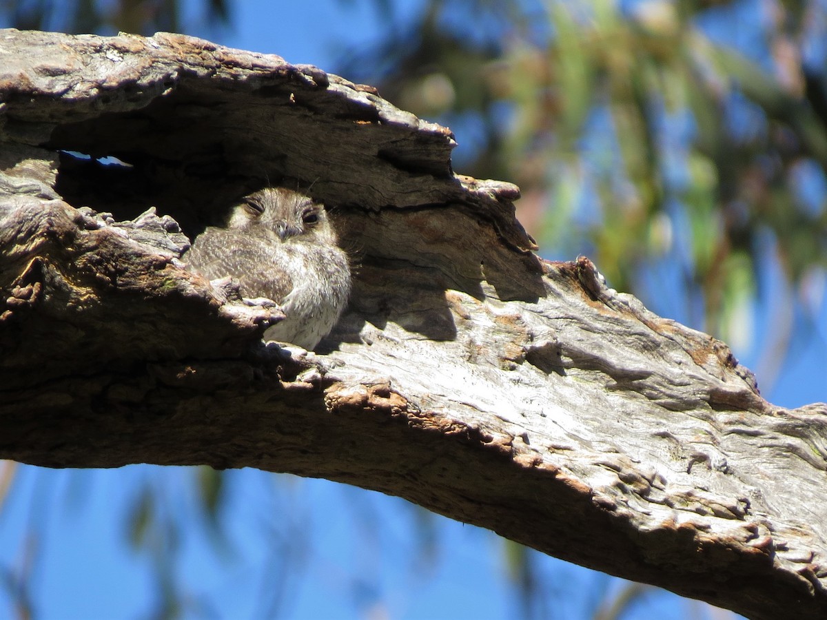 Australian Owlet-nightjar - ML369901101
