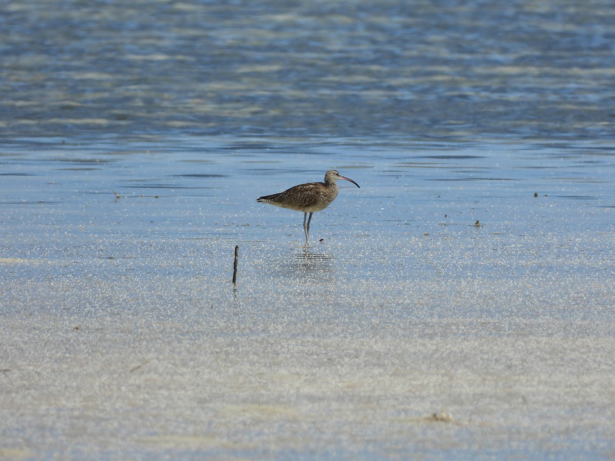 Whimbrel - ML369901531