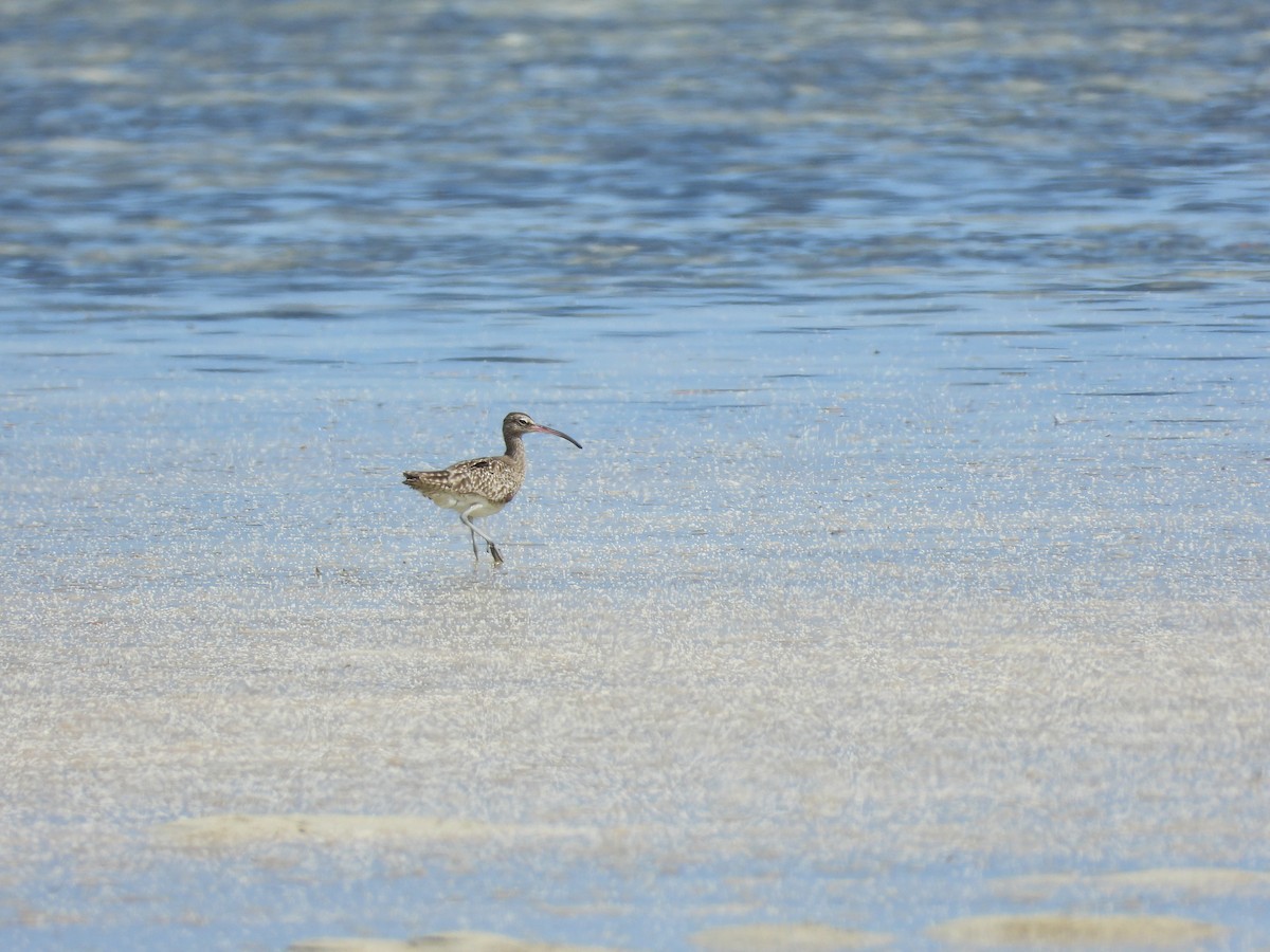 Whimbrel - ML369901541