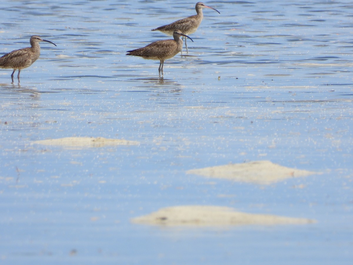 Whimbrel - ML369901661