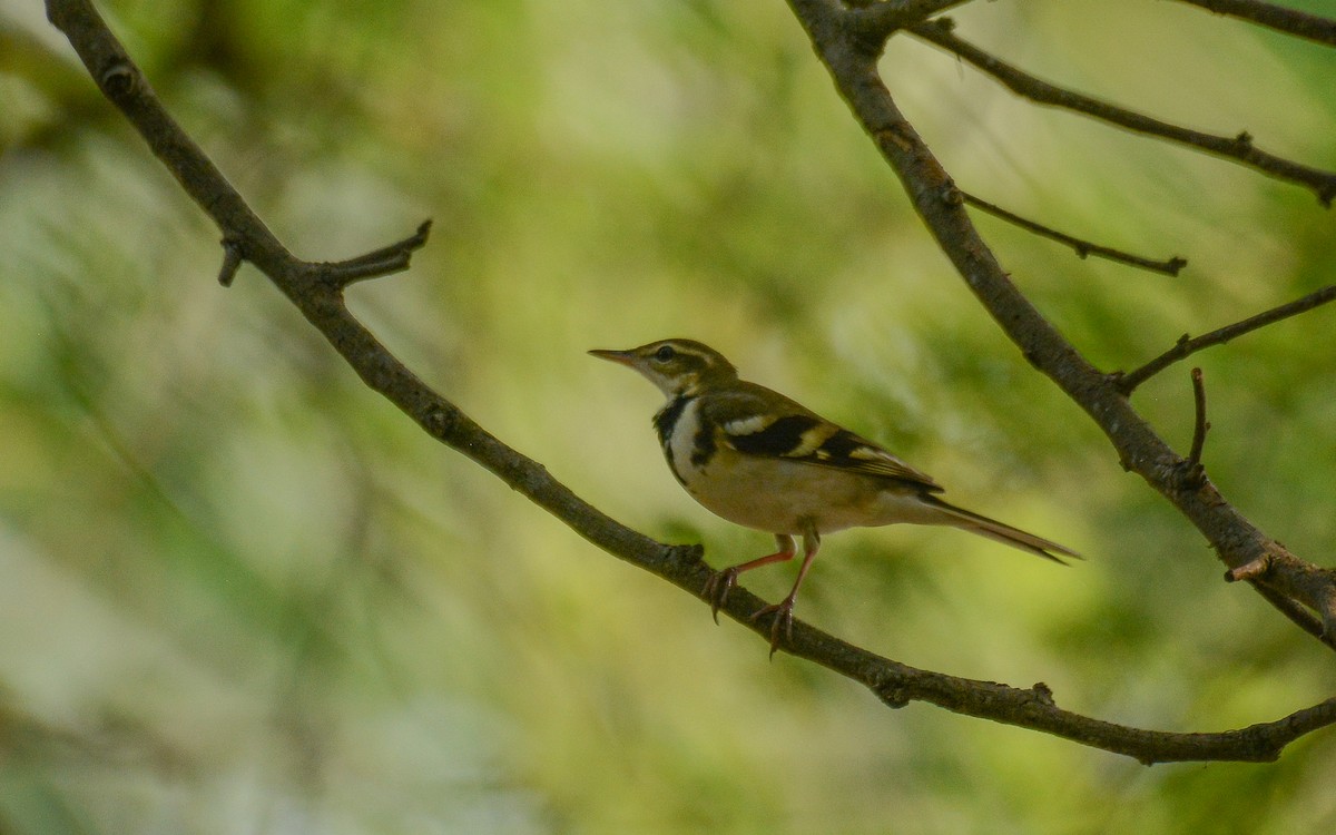 Forest Wagtail - Gaja mohanraj