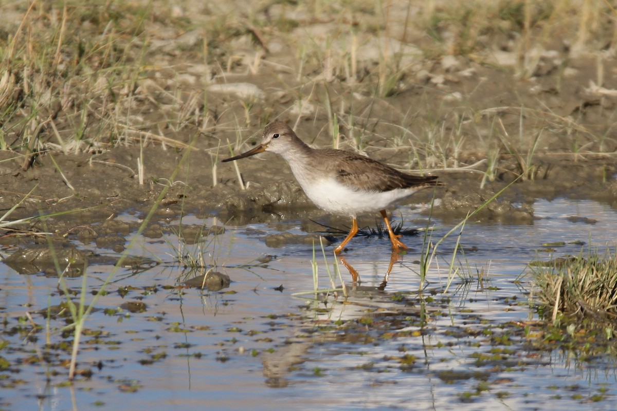 Terek Sandpiper - ML369902871