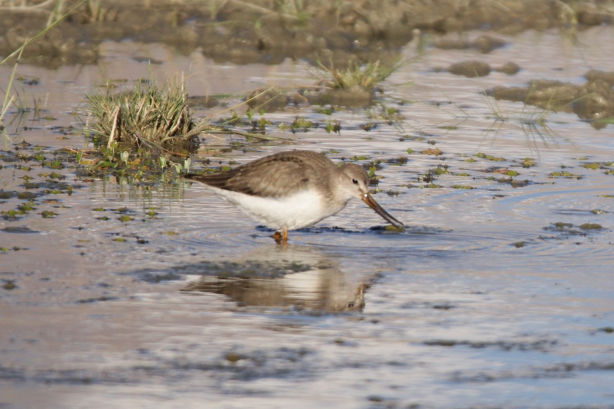 Terek Sandpiper - ML369903681