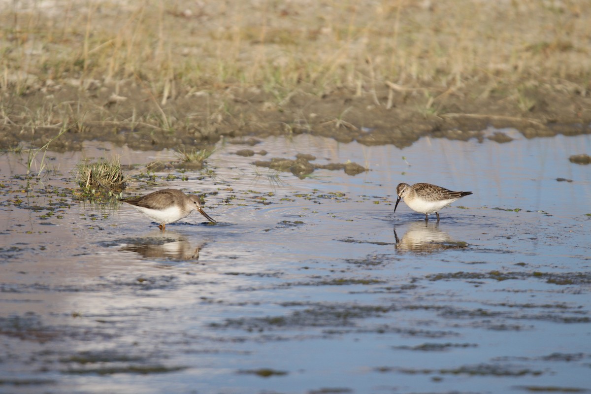 Terek Sandpiper - ML369903781