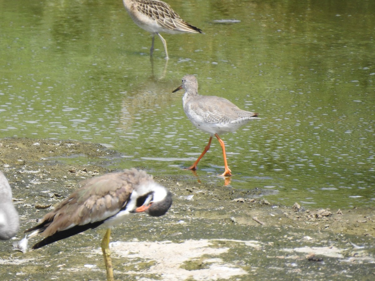 Spotted Redshank - ML369903811