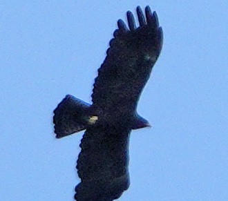 Black Eagle - ML369906121