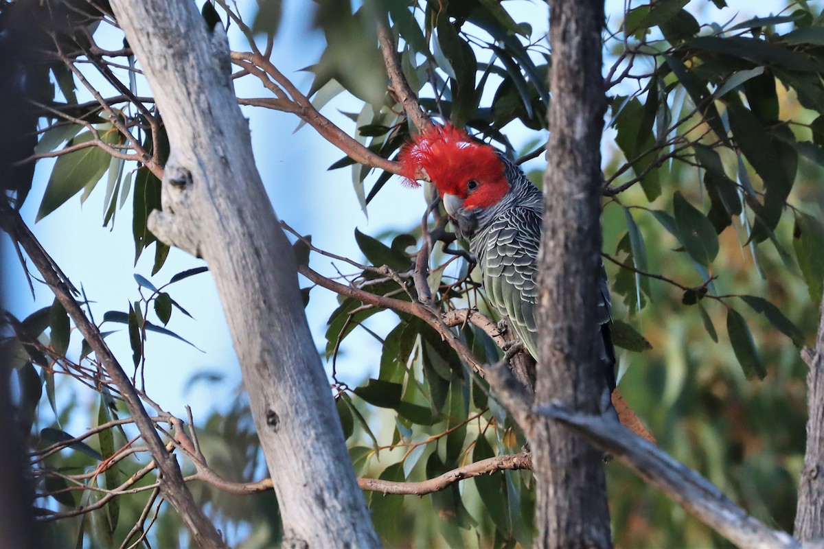 Gang-gang Cockatoo - ML369906441