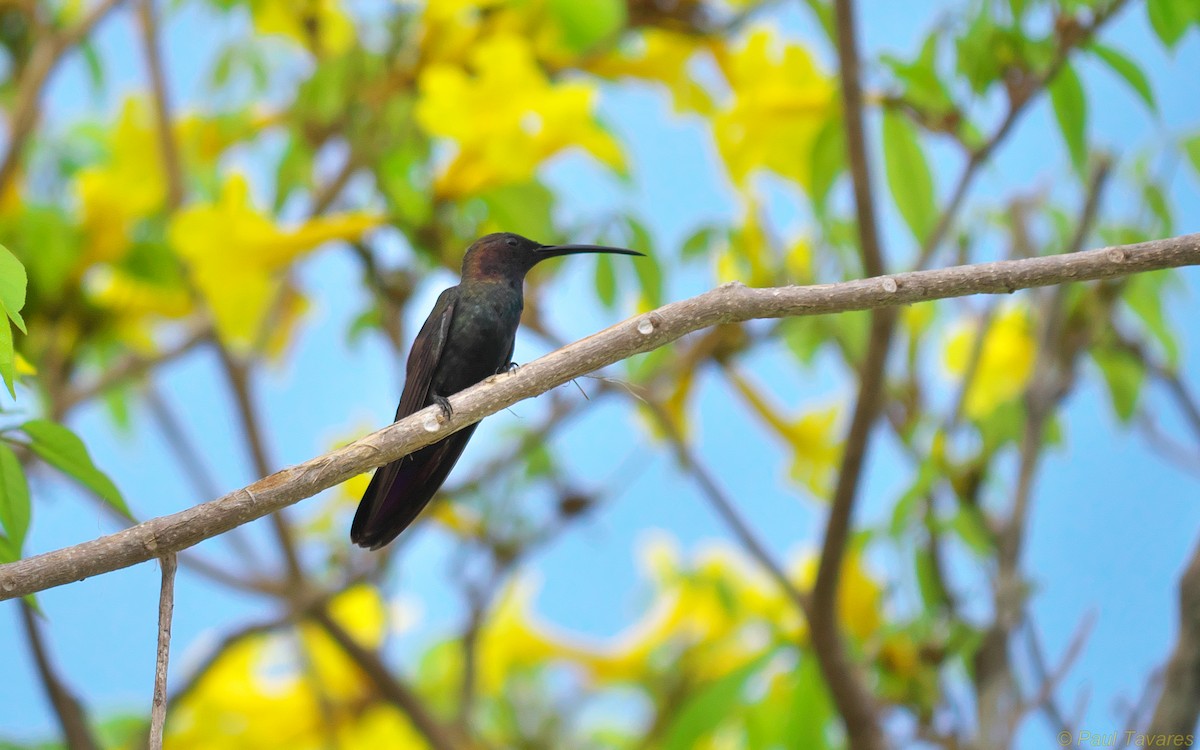 kolibřík jamajský - ML36990831