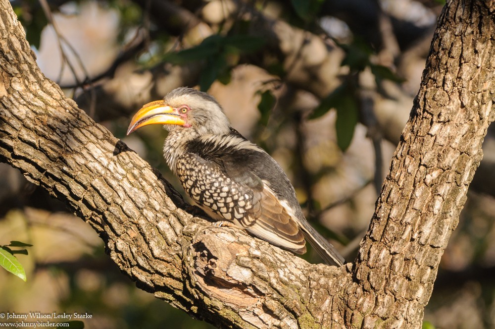 Southern Yellow-billed Hornbill - ML369908521