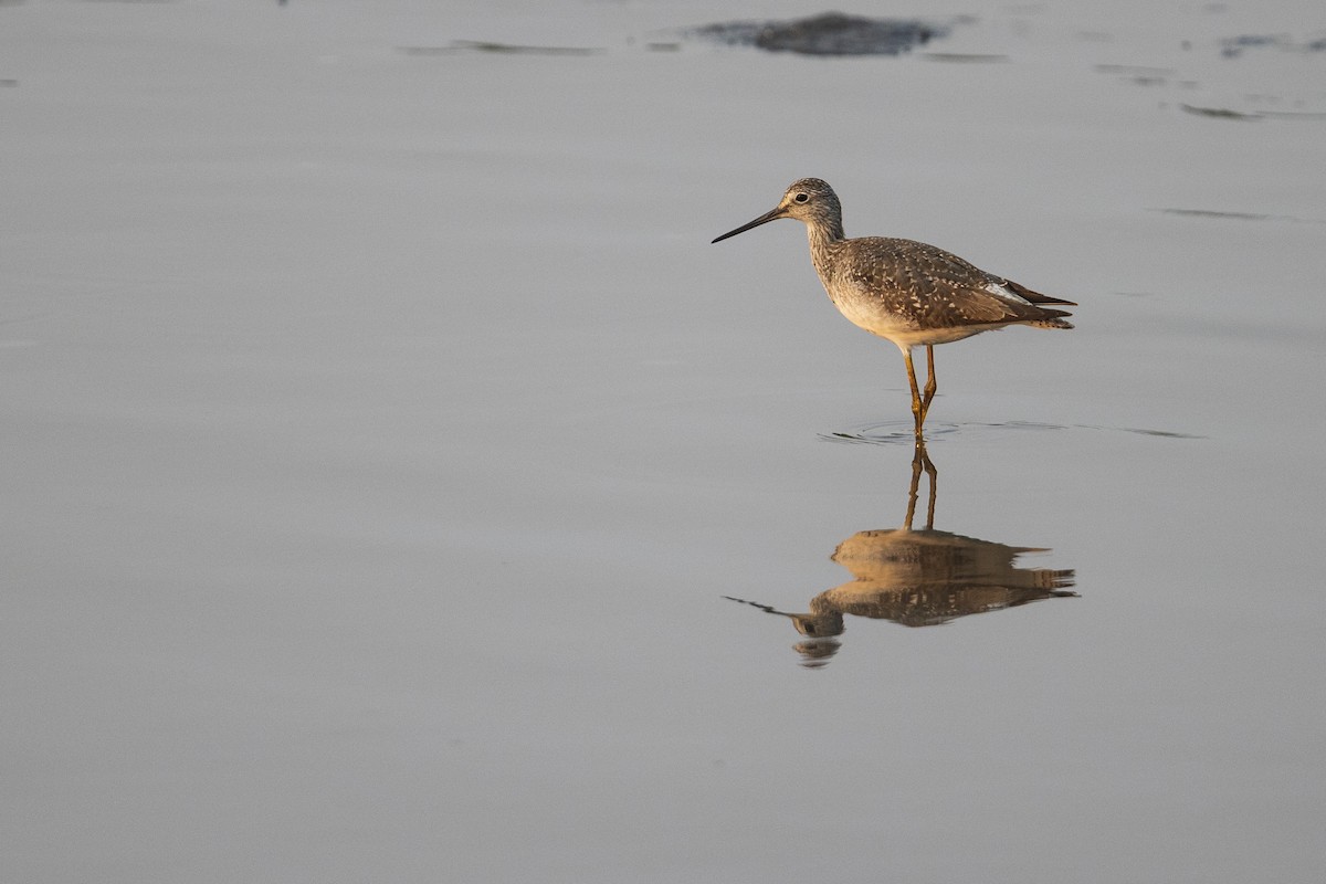 Greater Yellowlegs - ML369908711