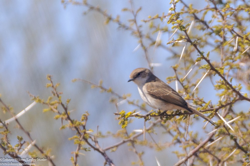 Marico Flycatcher - ML369909261