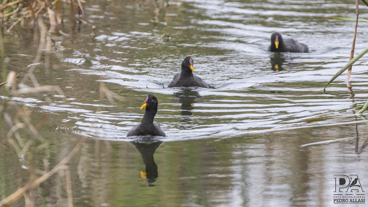 Red-fronted Coot - ML369910021