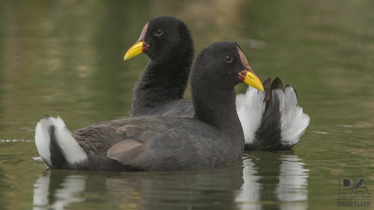 Red-fronted Coot - ML369910031