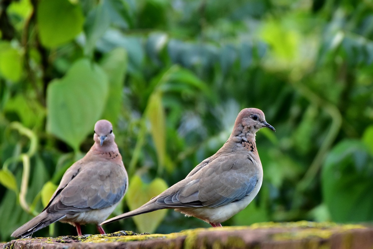 Laughing Dove - ML369910151
