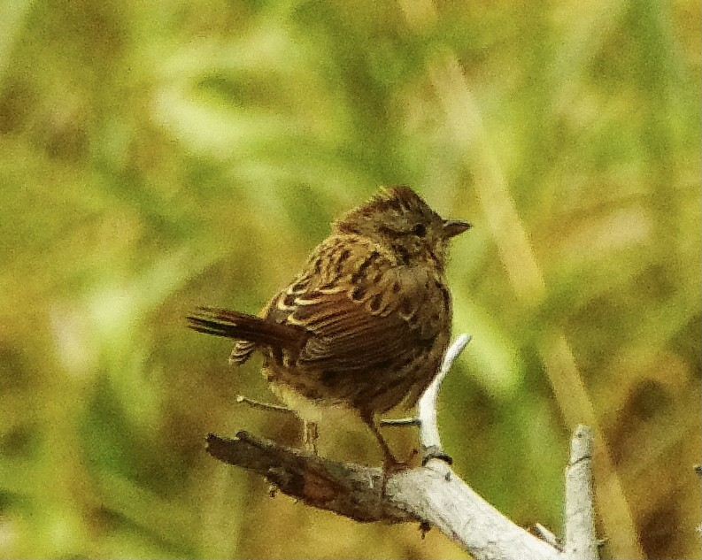 Swamp Sparrow - Lowell Goudge