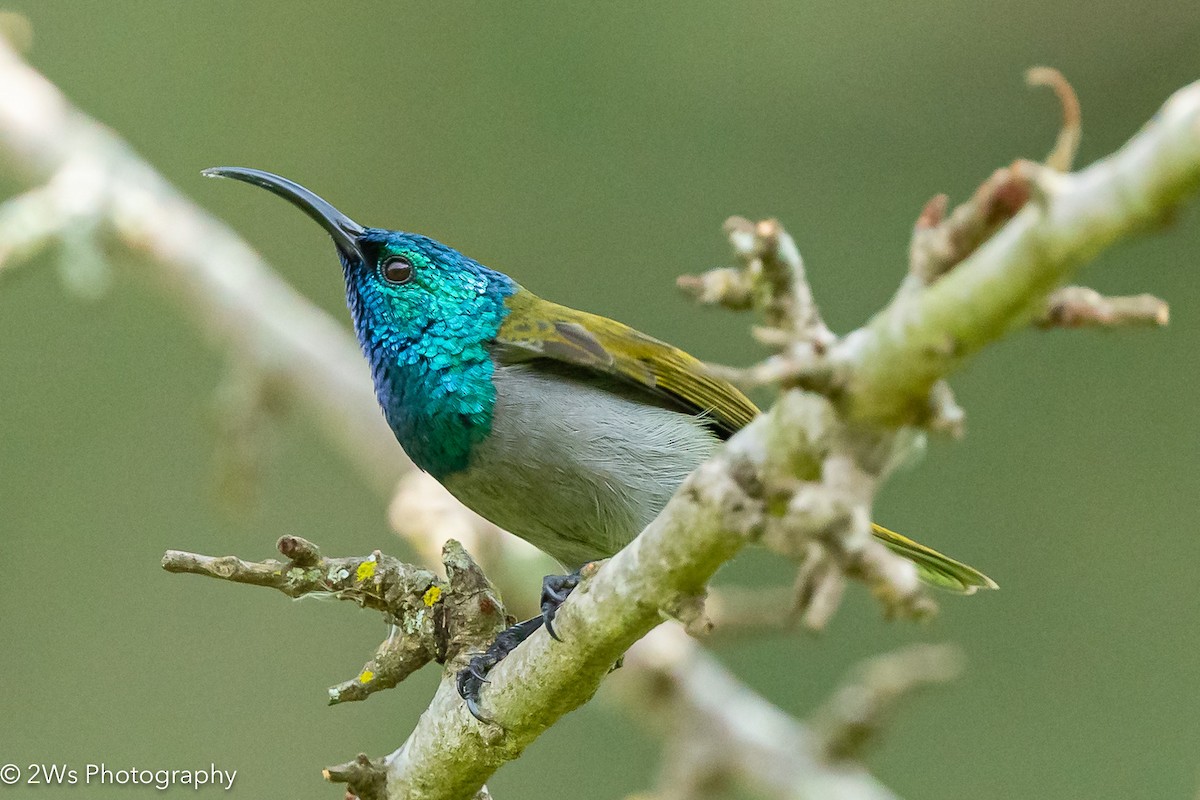 Green-headed Sunbird - Will Wilson