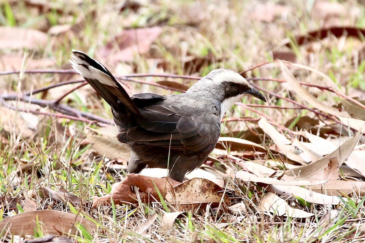 Gray-crowned Babbler - ML369915611