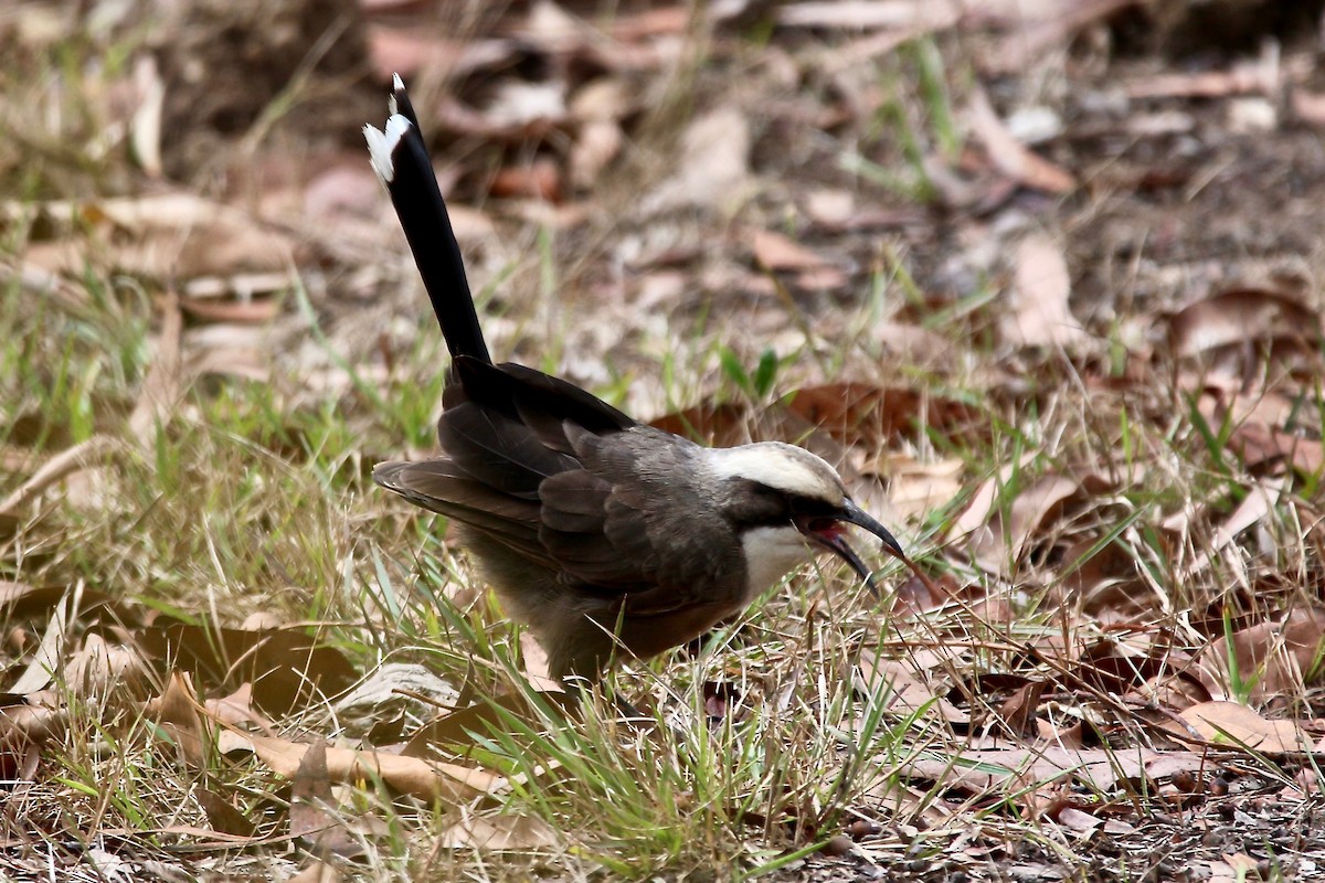 Gray-crowned Babbler - ML369915631