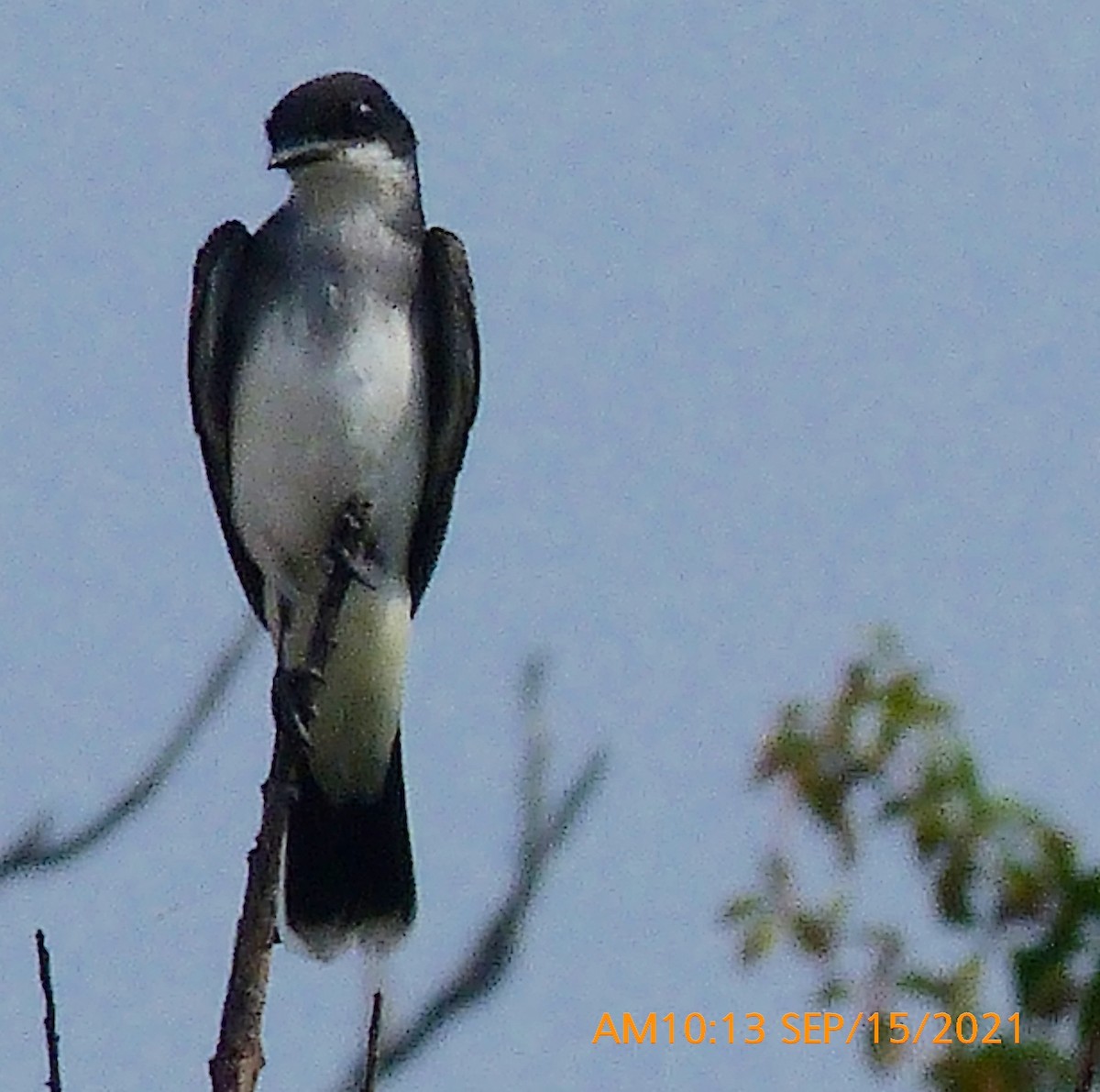 Eastern Kingbird - ML369919381