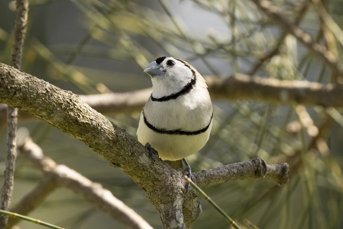 Double-barred Finch - ML369919781