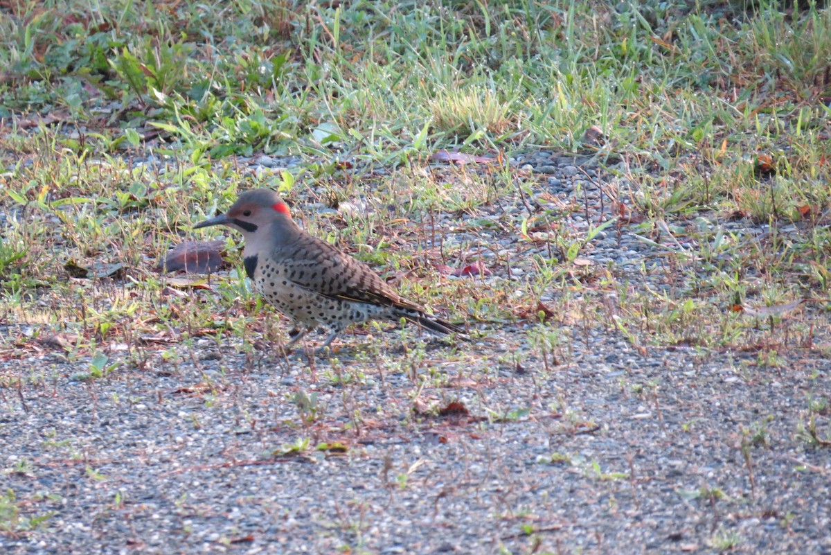 Northern Flicker - ML369920081