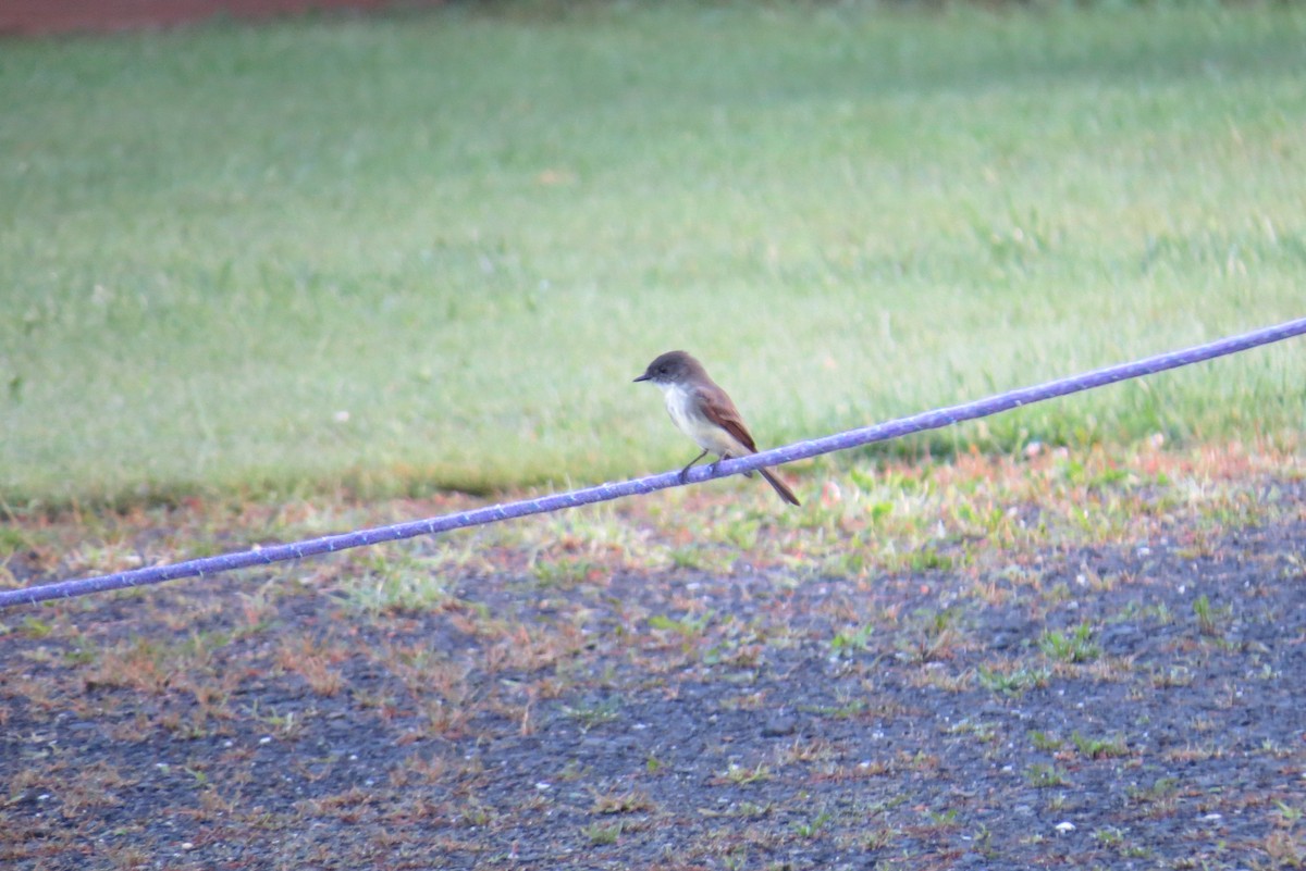 Eastern Wood-Pewee - ML369920111