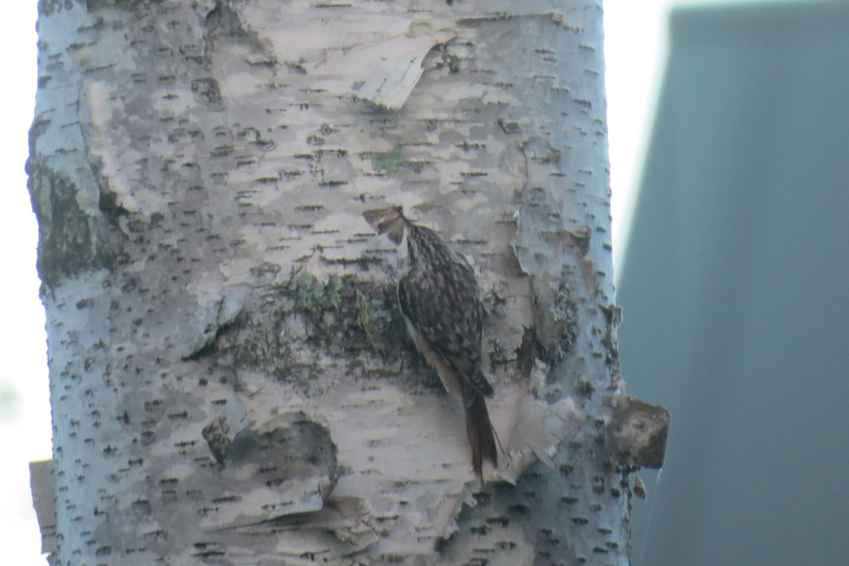 Brown Creeper - ML369920151