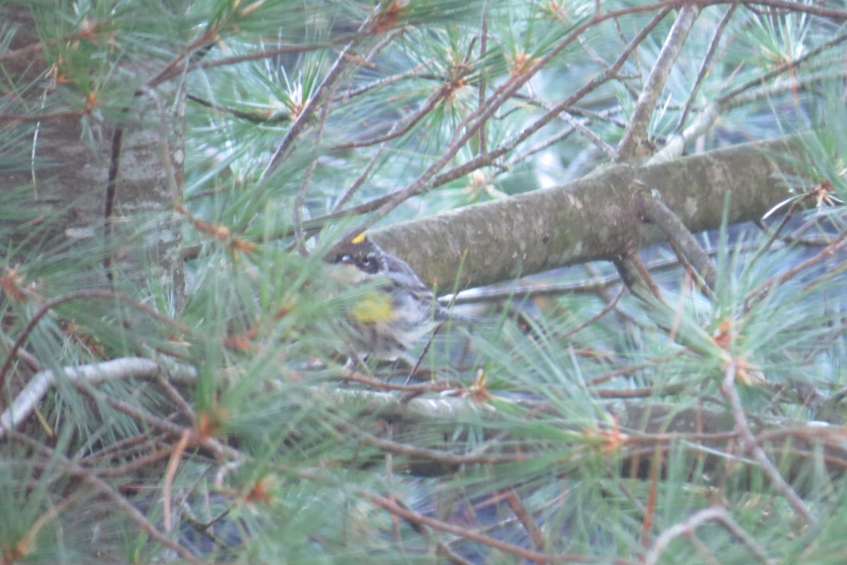 Yellow-rumped Warbler - ML369920211