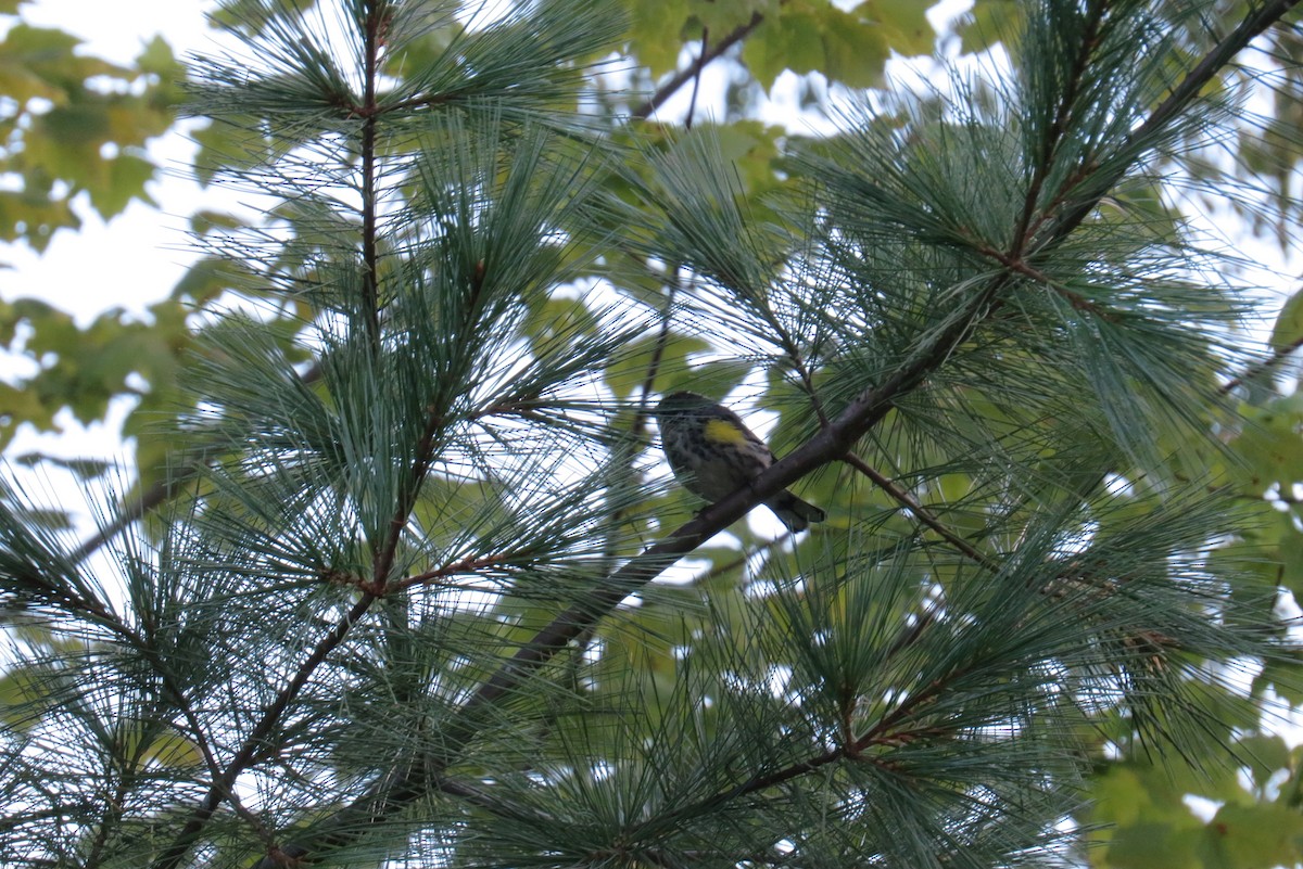 Yellow-rumped Warbler - ML369920271