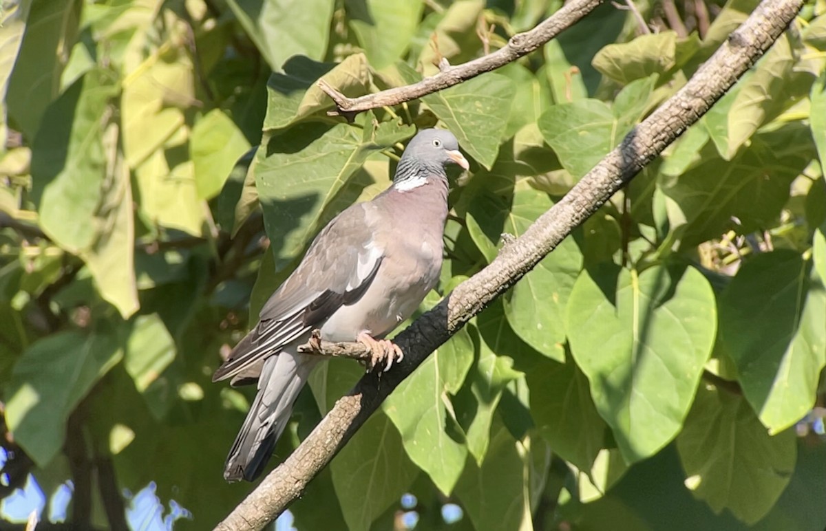 Common Wood-Pigeon - ML369920941