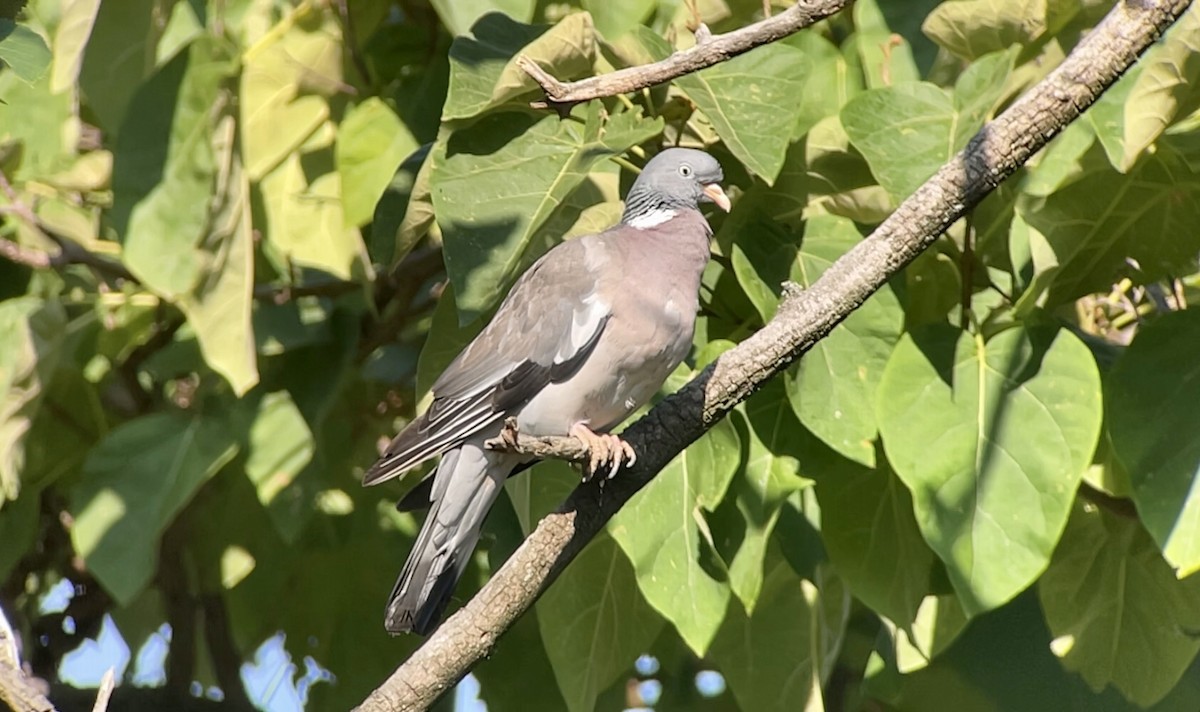 Common Wood-Pigeon - ML369920951