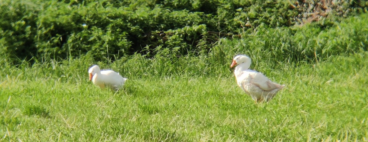 Domestic goose sp. (Domestic type) - ML369921691