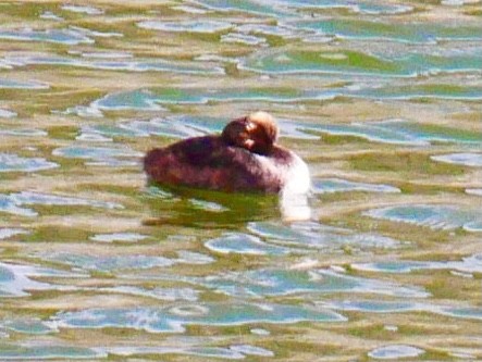 Eared Grebe - ML369921731