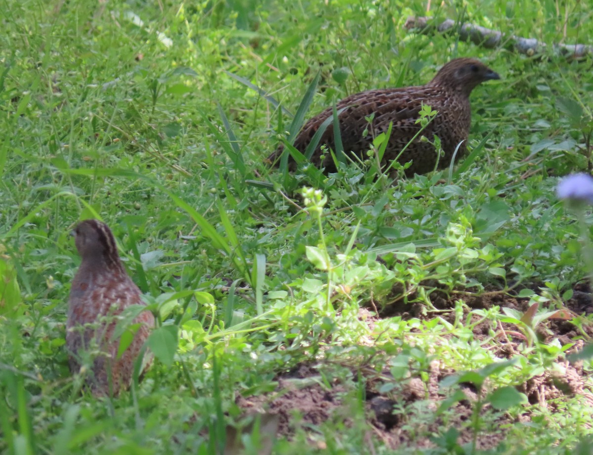 Brown Quail - ML369921901