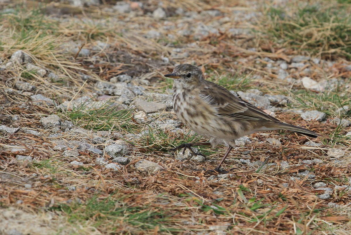 Water Pipit - ML369922151