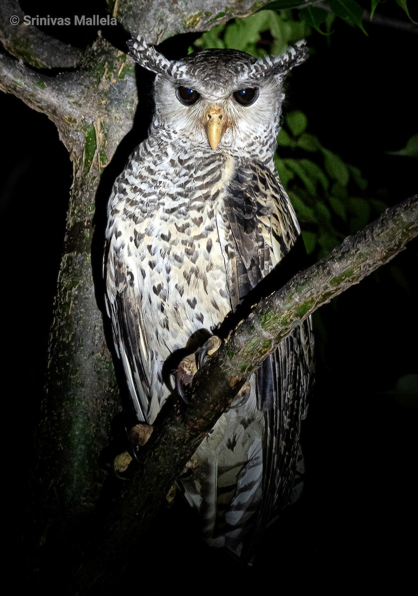 Spot-bellied Eagle-Owl - ML369922181