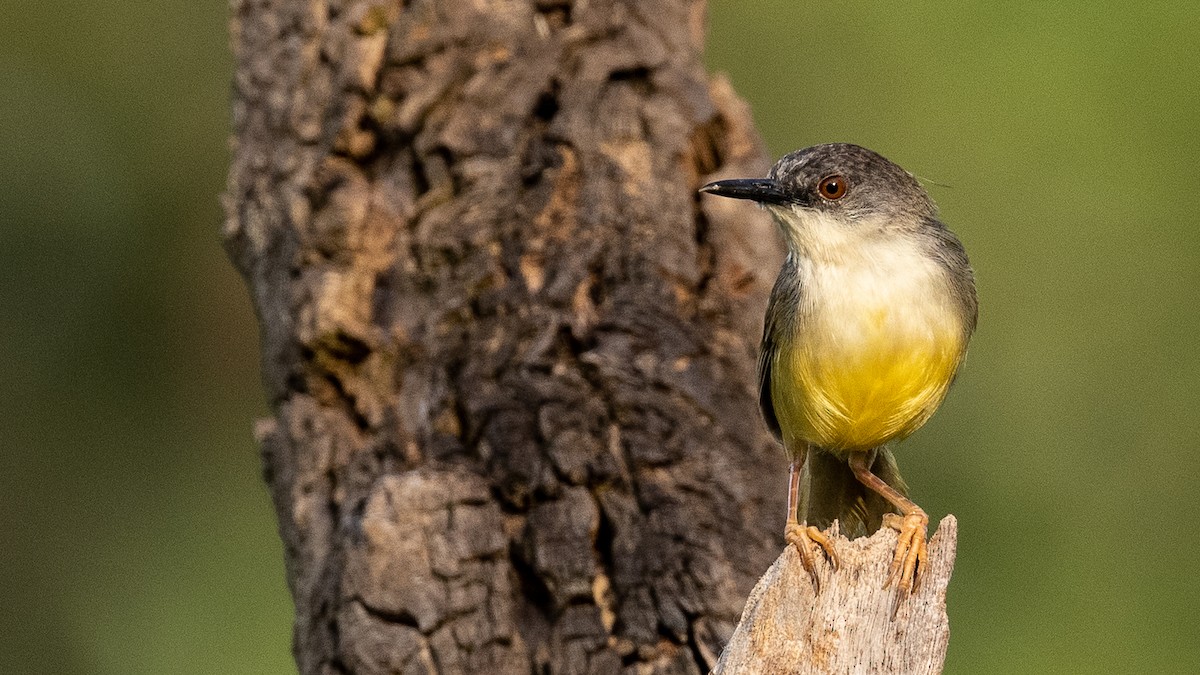 Prinia Ventriamarilla - ML369922531