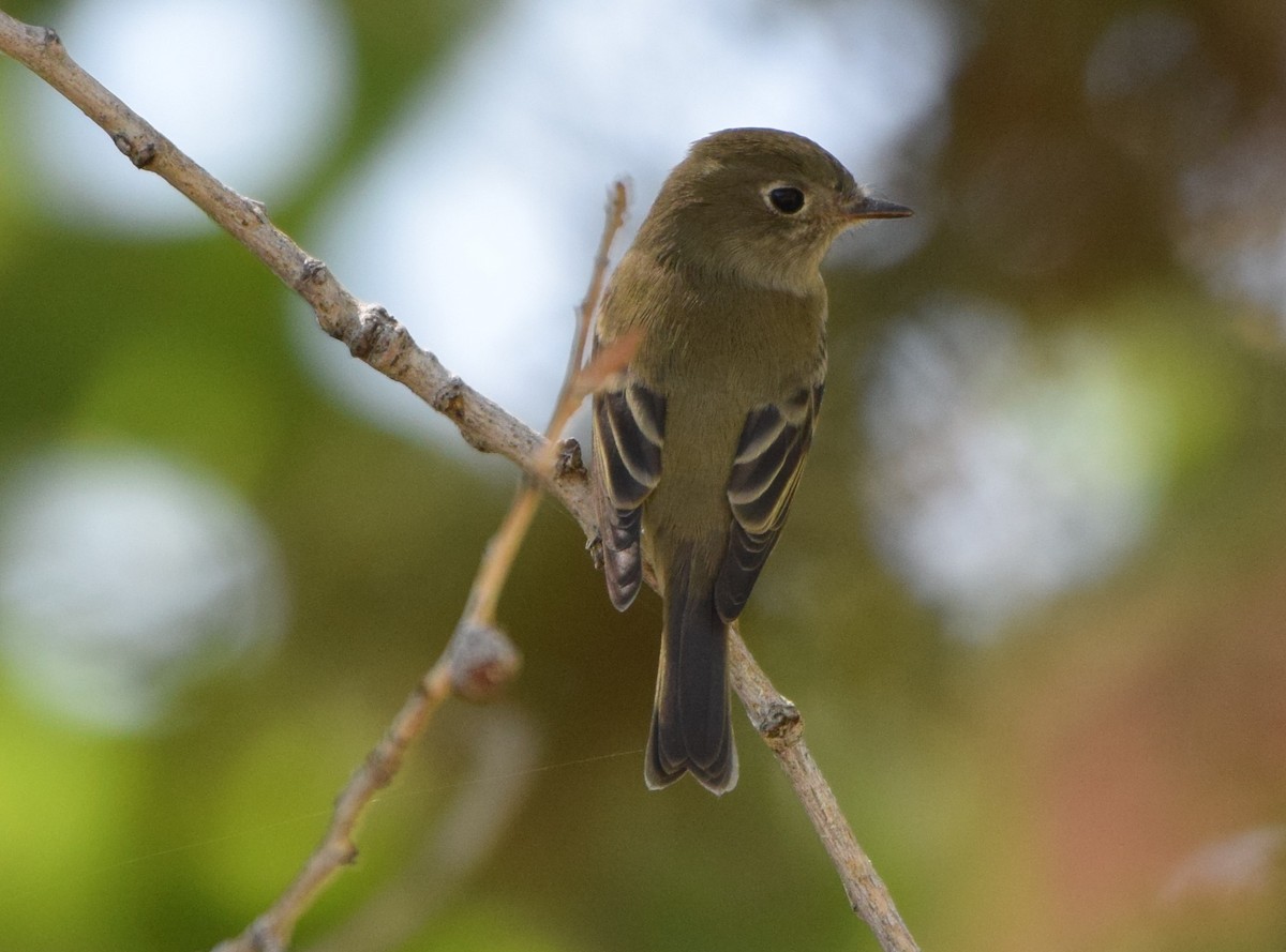 Hammond's Flycatcher - ML369924091