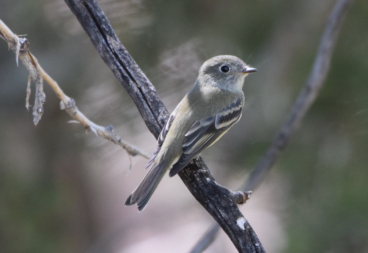 Hammond's Flycatcher - ML369924201